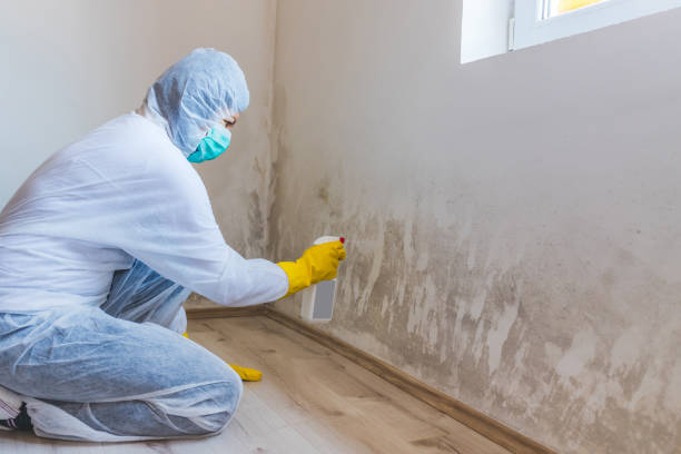 Professional mold removal team in Foster
