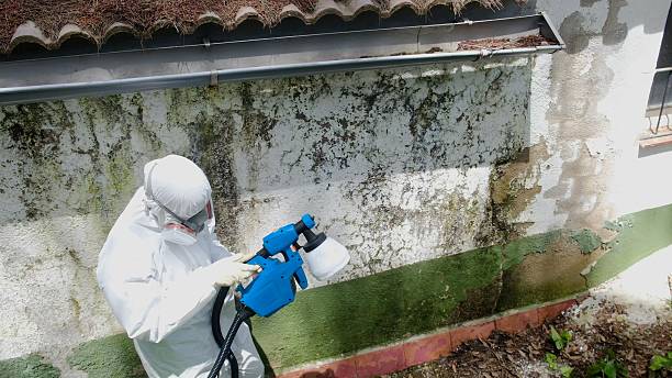 Mold Removal service in Foster